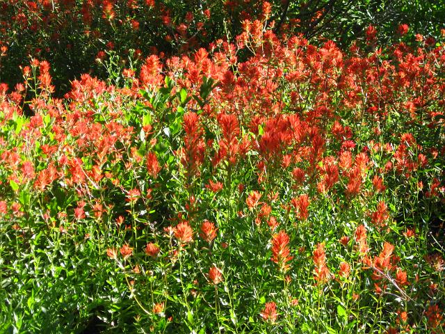 Bolan Mt & Redwoods-119.JPG - Bolan Mt